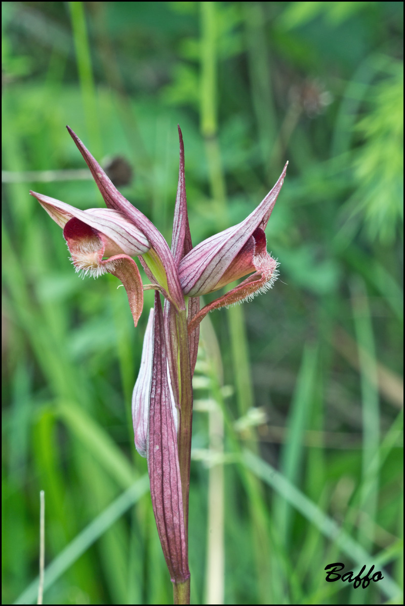 Sorapias vomeracea